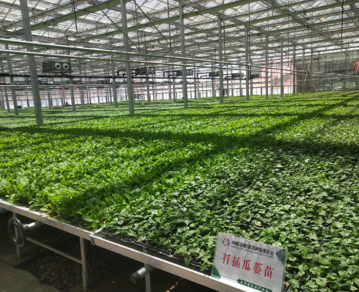 育苗温室大棚