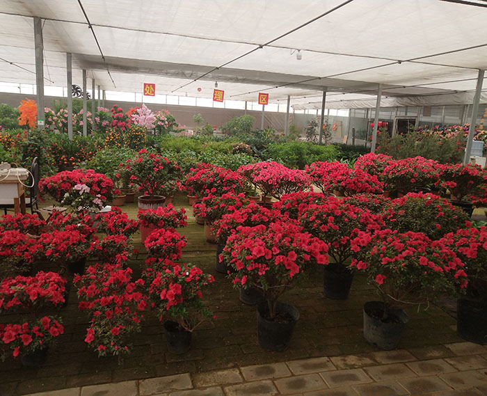 花卉温室大棚