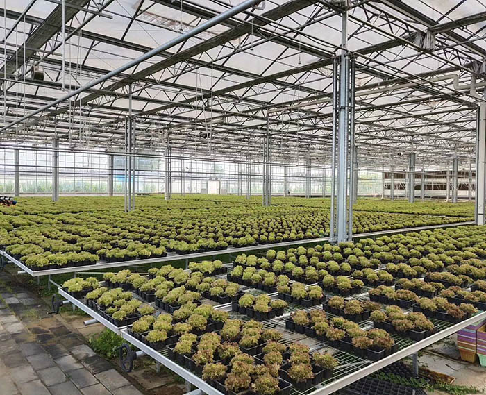花卉温室大棚