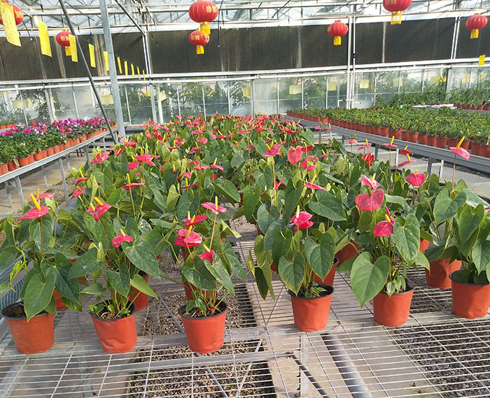花卉温室大棚