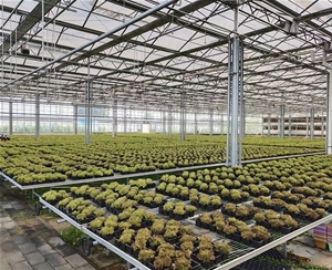 花卉温室大棚