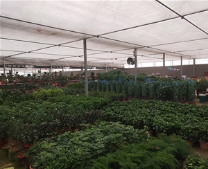 花卉温室大棚